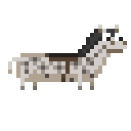 Tiny Appaloosa
