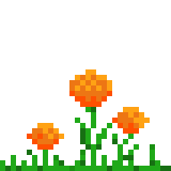 Marigold Flowers