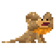Frilled-neck Lizard Pet