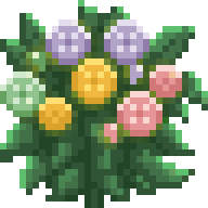 Balance Shrub
