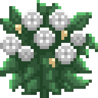 Purity Shrub