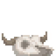 Cow Skull