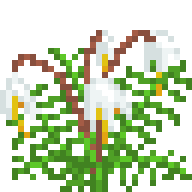 Prehistoric Flowering Fern