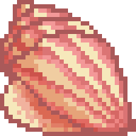 Queen Conch Shell