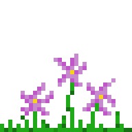 Saffron Crocus Flower