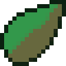 Money Tree Seed
