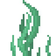 Seaweed
